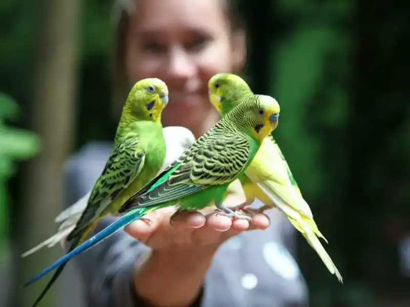 From Cage to Free Flight: How to Keep Your Budgie Happy at Home