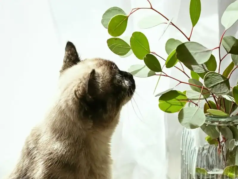 Szary kot wącha roślinę doniczkową