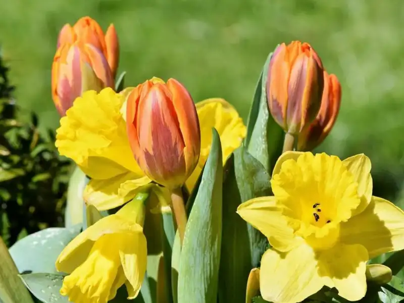 Tulipany i Żonkile