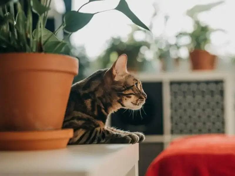 Beware, Poisonous! Houseplants Dangerous for Cats