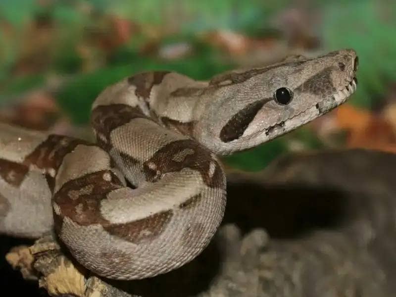 Why Is My Snake Not Eating? Possible Causes and Solutions