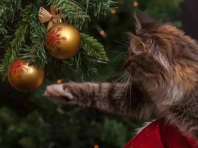 Cat playing with golden christmas baubles on a christmas tree