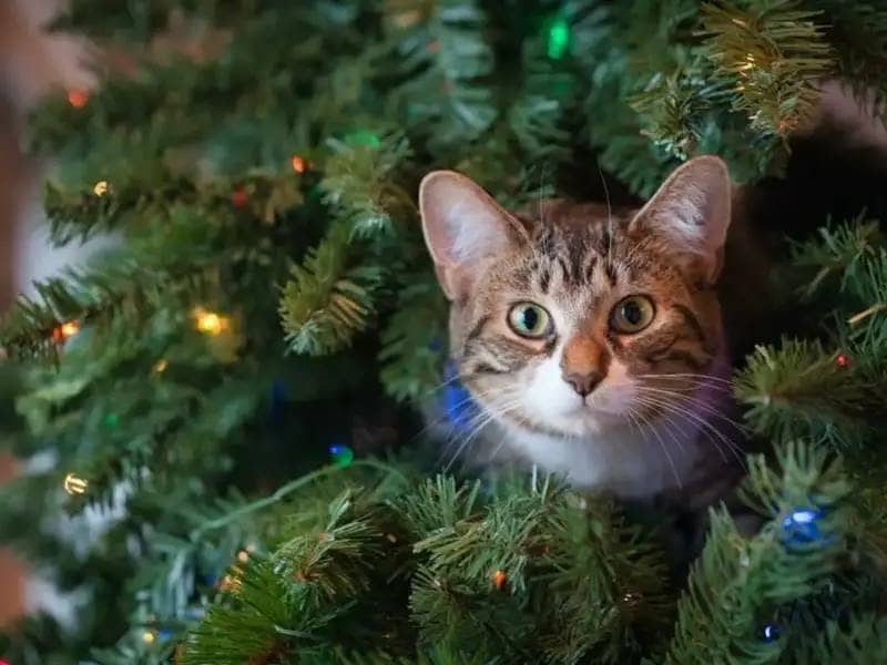 Weihnachtszeit – Gefahrenzeit: So schützt du dein Haustier