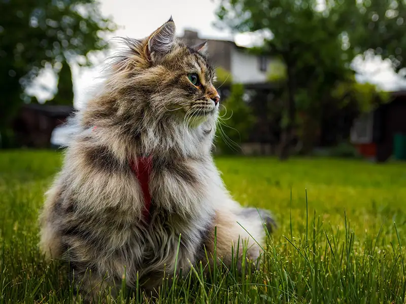 Siberian domestic cat in the garden