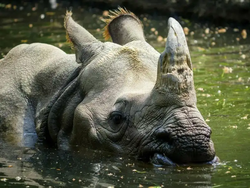 Rhino swimming