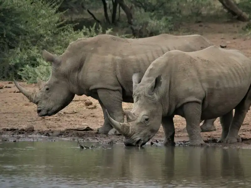 two rhinos drinking at a river