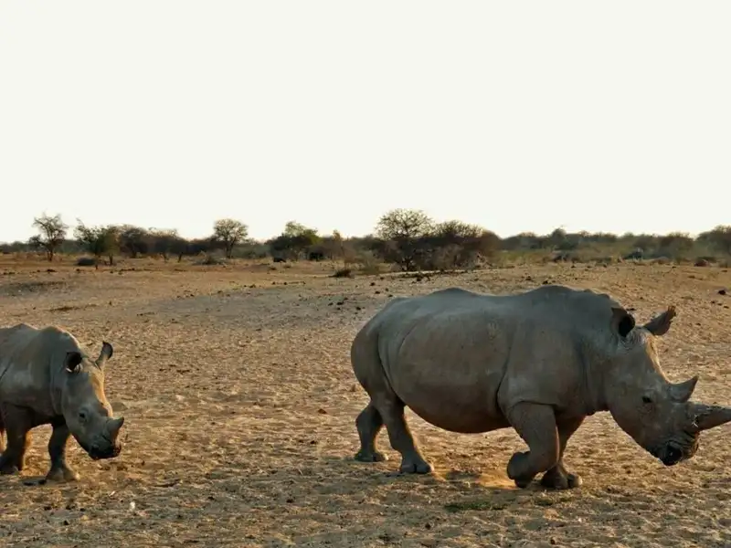 Big and small rhino