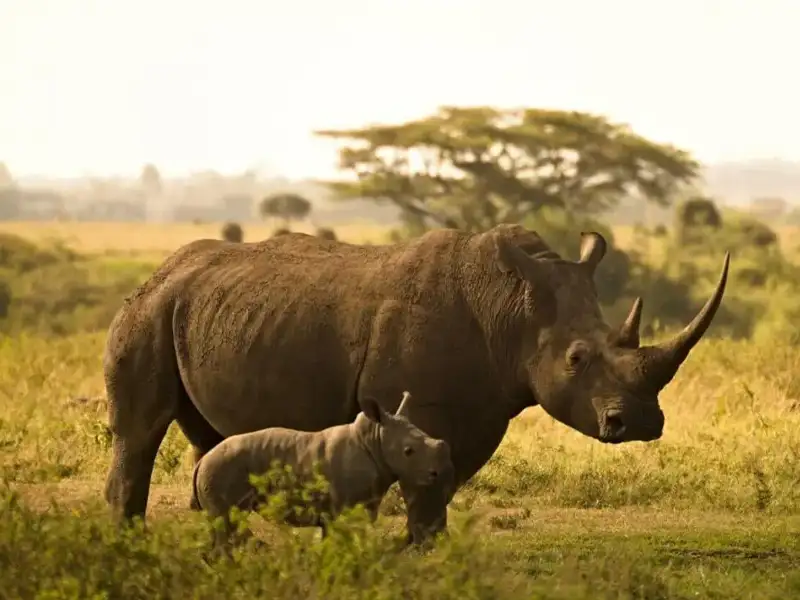 Welt Nashorn-Tag: Gemeinsam gegen Wilderei und für den Erhalt