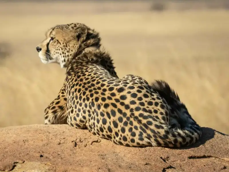cheetah sun bathing on a rock