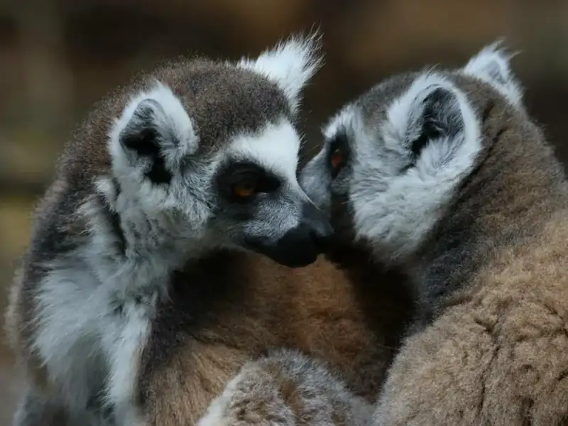 two lemurs cleaning each other