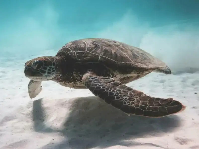 Turtle gliding under water