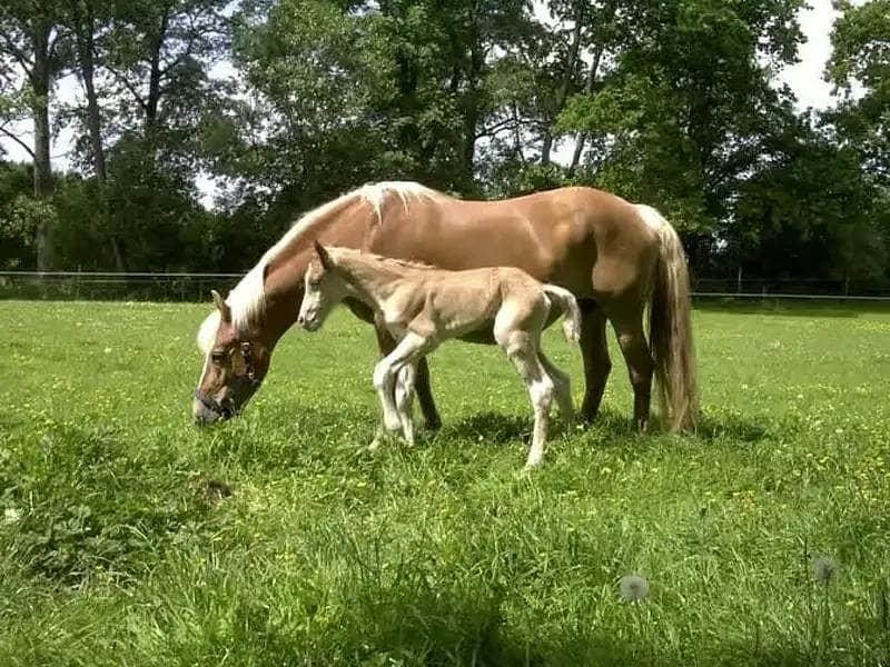 Haflinger mother with foal in meadow