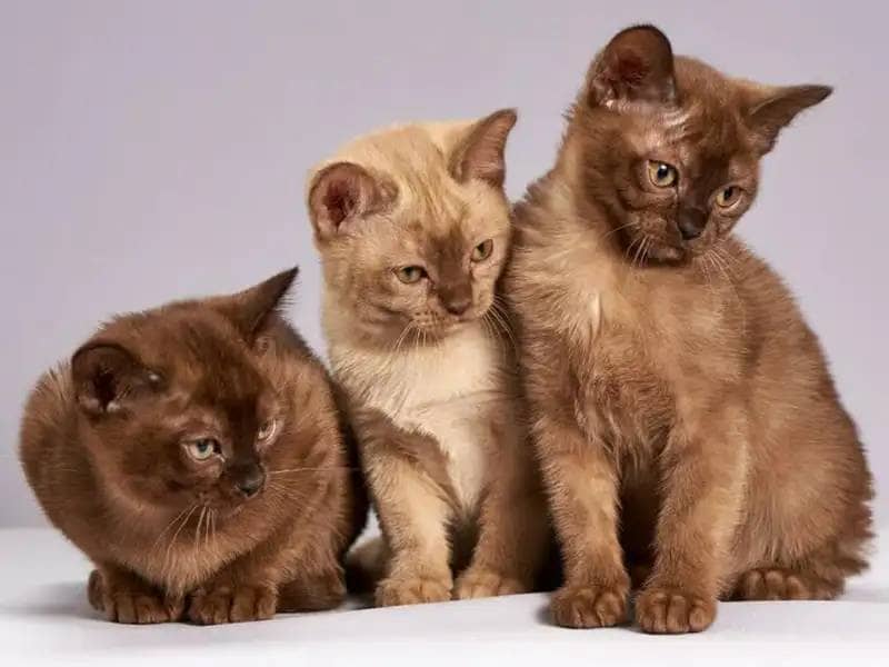 Trzy brązowe kocięta