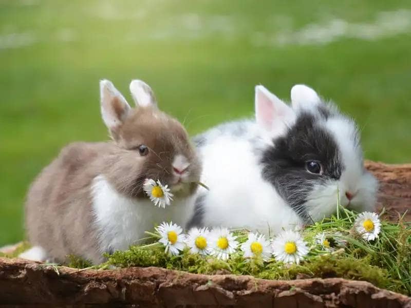 Two rabbits with daisies
