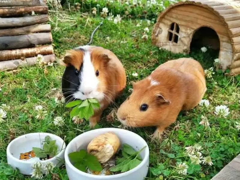 Two guinea pigs in the outdoor enclosure