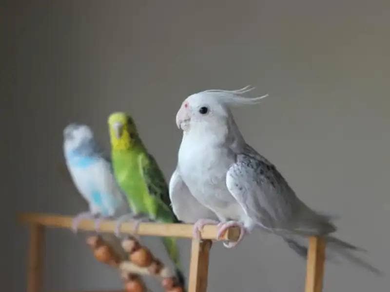White budgie on wooden stick