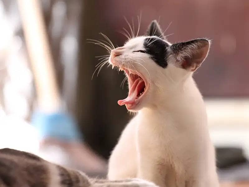 Little spotted cat yawns