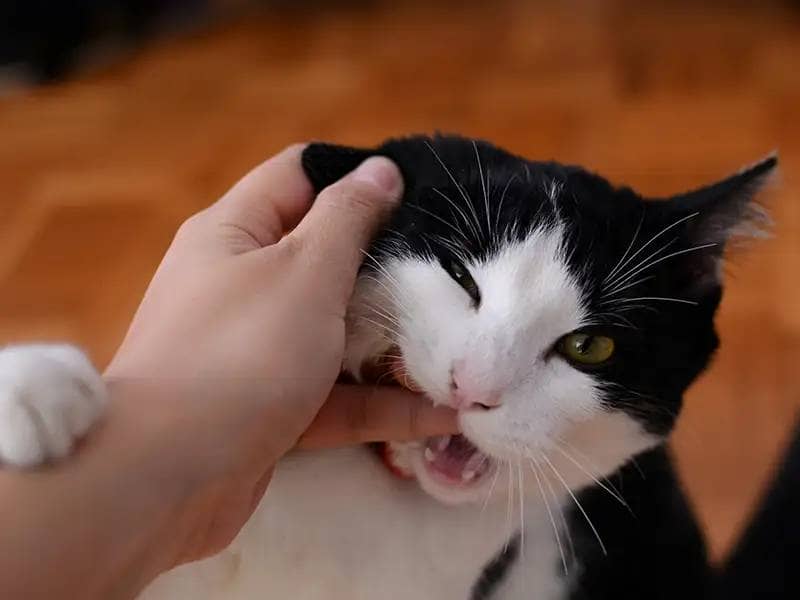 Schwarzweiße Katze beißt in den Finger
