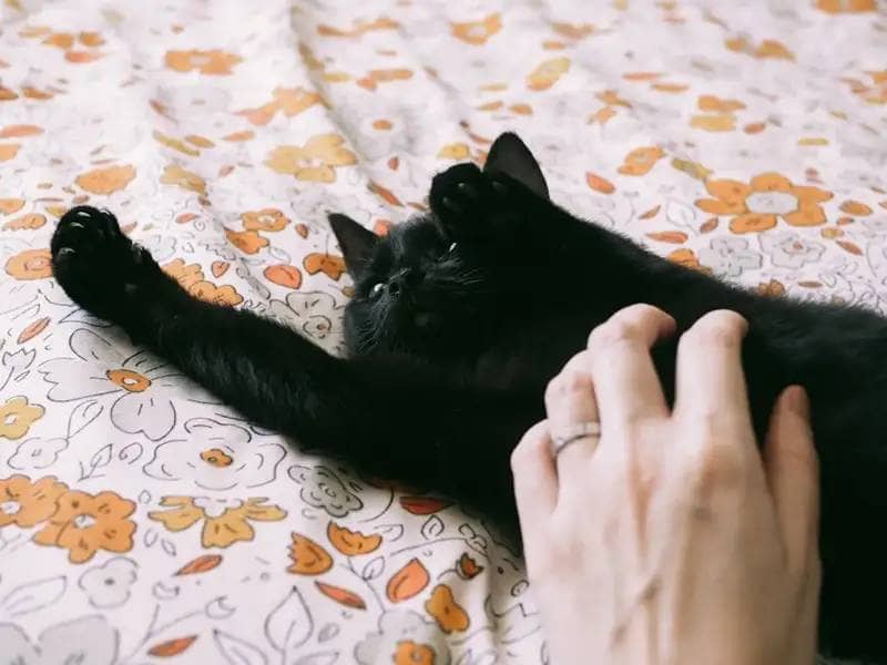 Black cat being cuddled