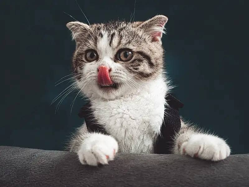 Grey tabby cat licks its nose