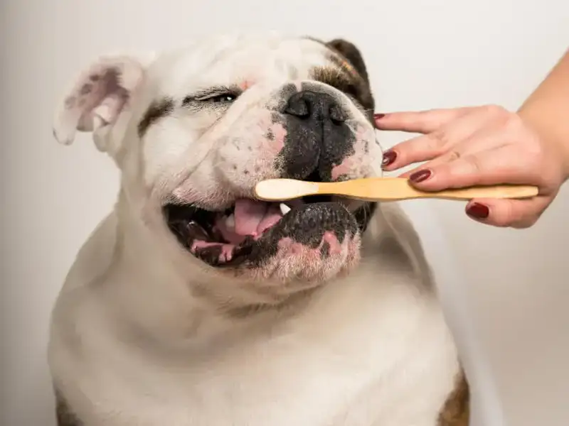 Frau putzt Bulldogge die Zähne mit gelber Zahnbürste
