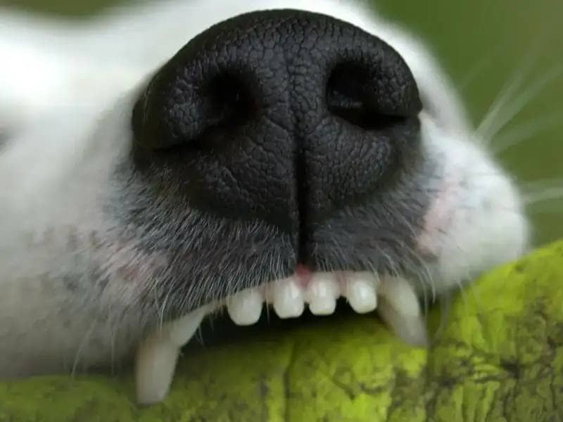 Zähne richtig putzen beim Hund: So beugst du Zahnerkrankungen vor