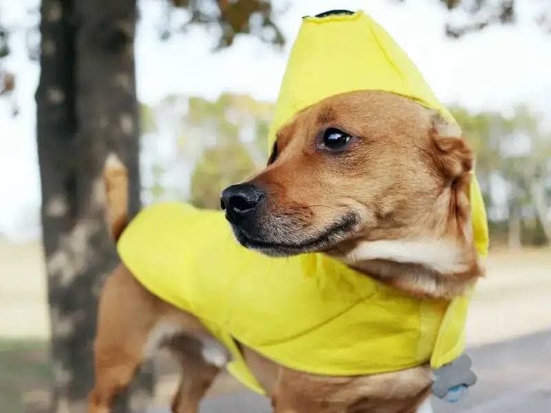 Brązowy pies w kostiumie bananowym