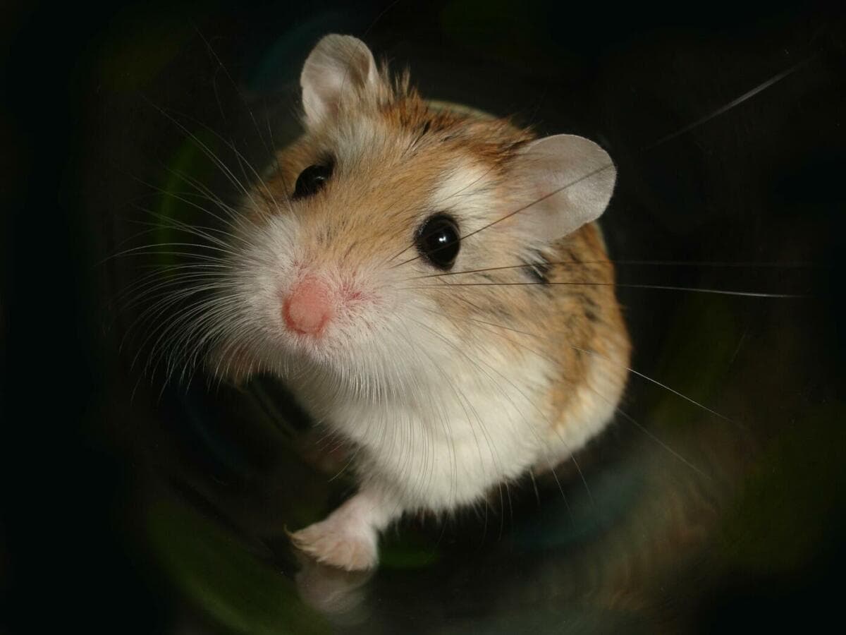 Warning Signs: How to Tell if Your Hamster is Sick