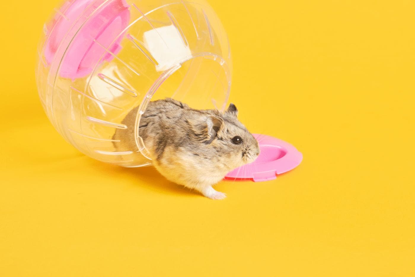 Hamster Ball on Review: The Pros and Cons