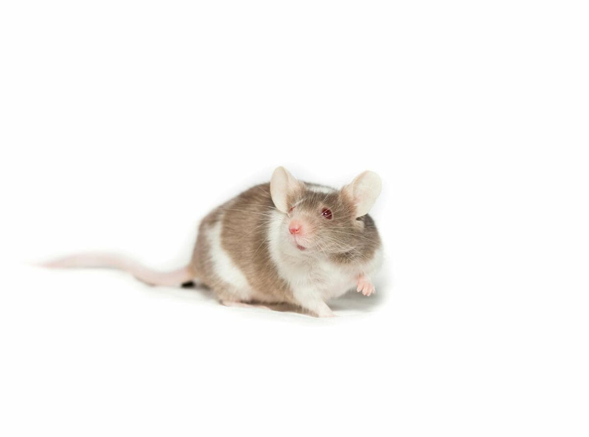 Braun weiße Maus auf weißem Hintergrund