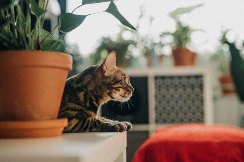 Uwaga, trujące! Domowe rośliny niebezpieczne dla kotów