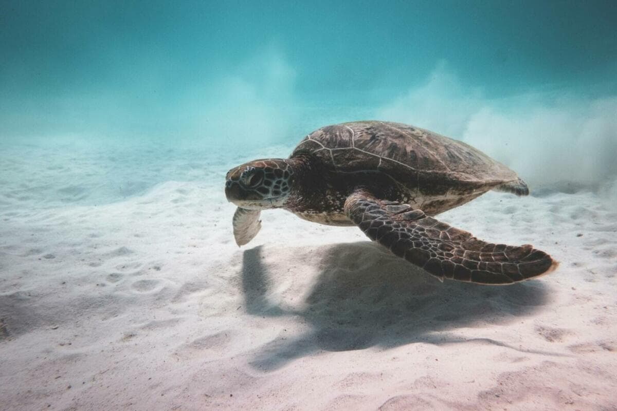 Schildkröte gleitet unter Wasser