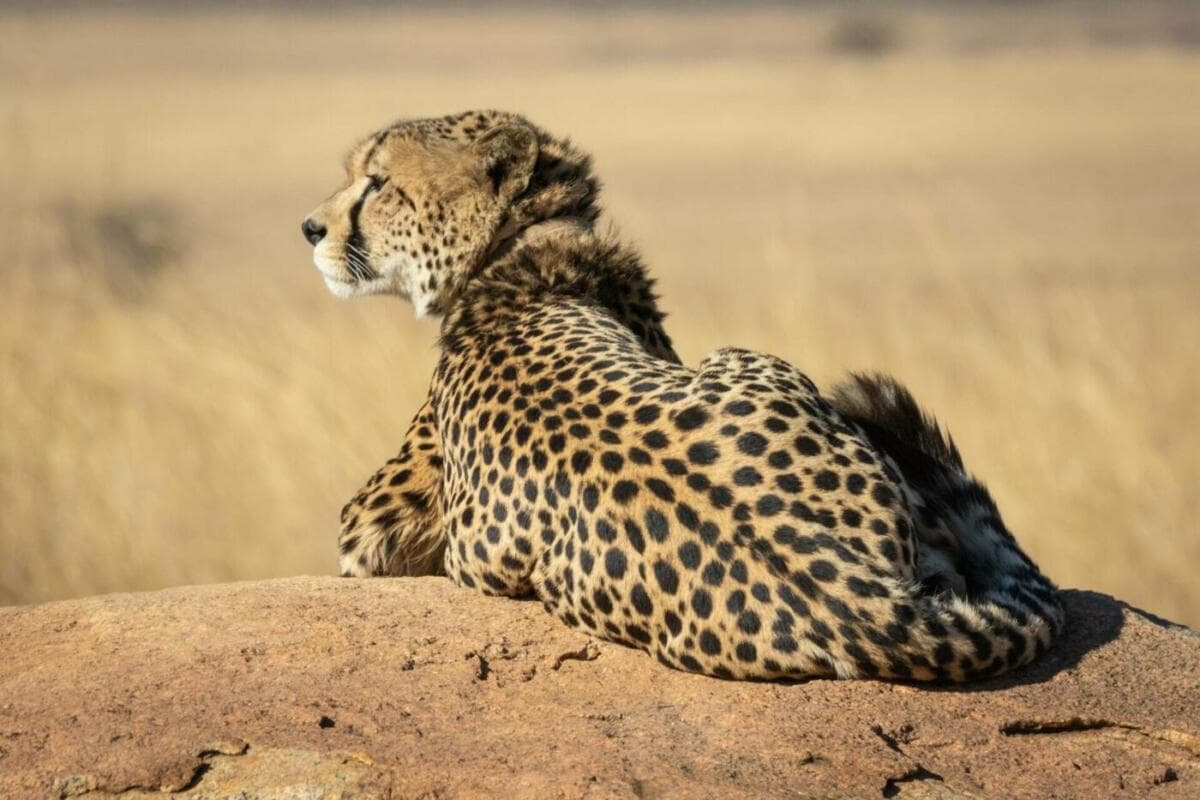 Ein Gepard sonnt sich auf einem Felsen