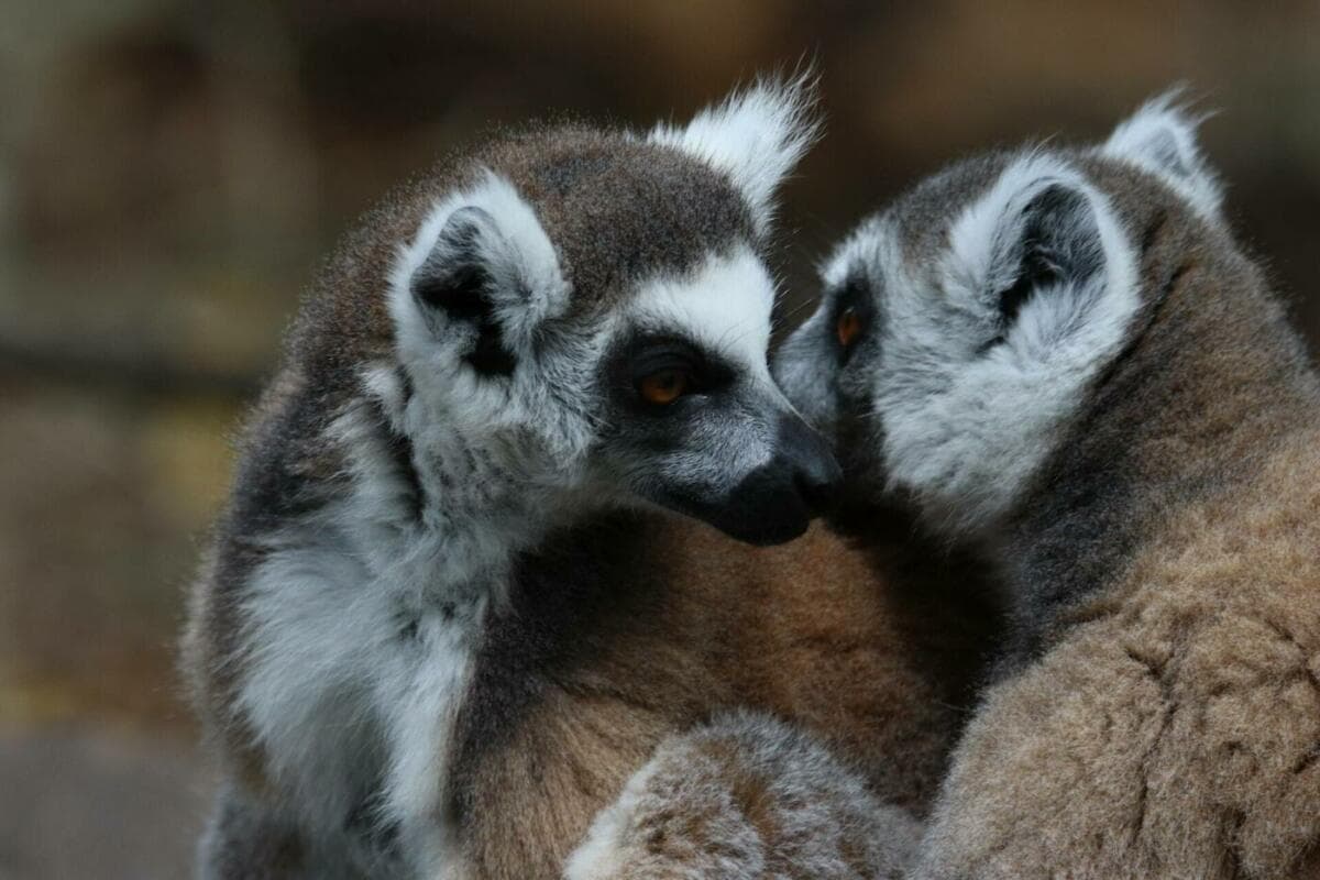 Zwei Lemuren putzen sich