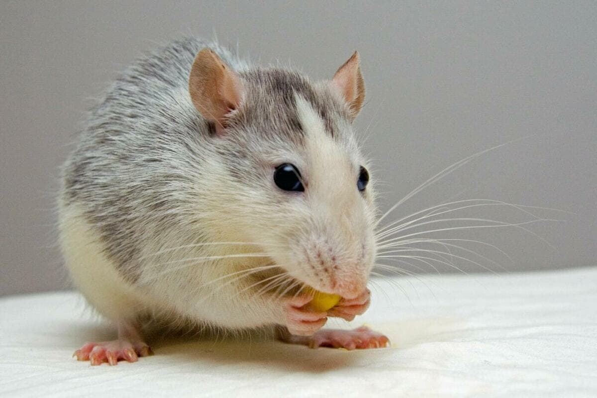 Mäuse als Haustiere: Welche Arten eignen sich am besten?