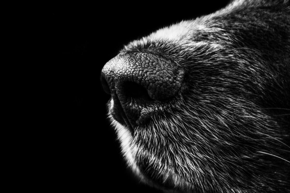 Hundeschnauze in schwarz-weiß